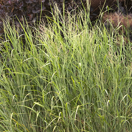 green heavy metal blue switchgrass