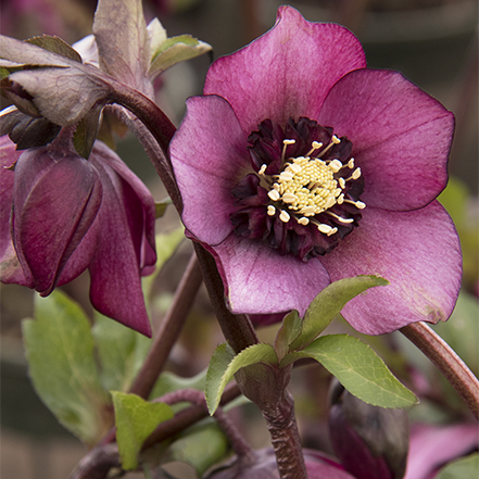 cascade blush hellebore flower