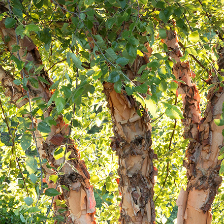 river birch tree trunks