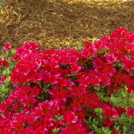 hino crimson azaleas with mulch