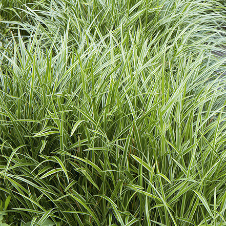 variegated japanese sedge foliage