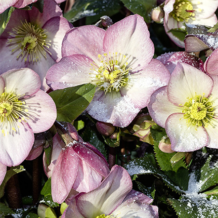 creamy rose hellebore flower