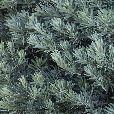 blue podocarpus foliage