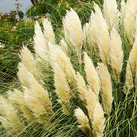 white plumes on dwarf pampas grass