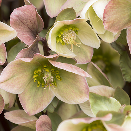 ivory prince hellebore has white flowers with pink edges