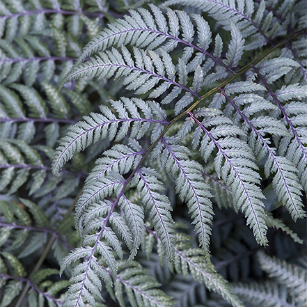silvery blue-purple painted fern foliage adds light to indoor plantings