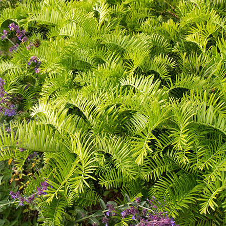 green needles on spreading yew