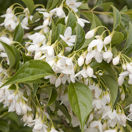 white flowers on japanese snowbell tree