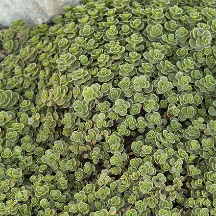 green sedum groundcover