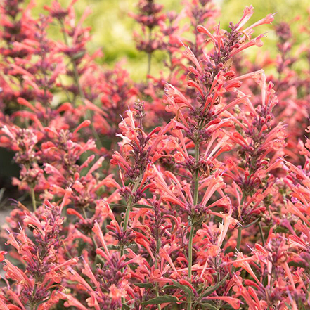 coral pink flower spikes on kudos coral agastache