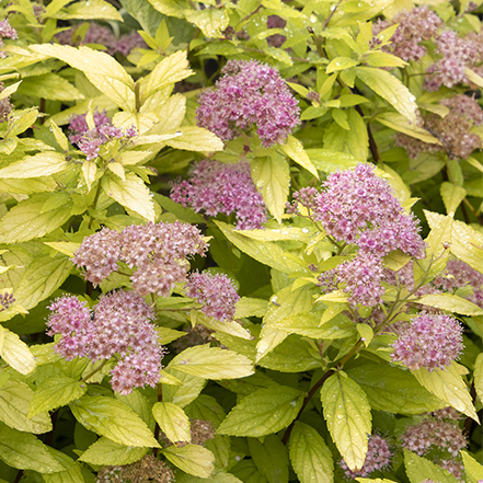 pink flowers and chartreuse leaves of lil sizzle spirea