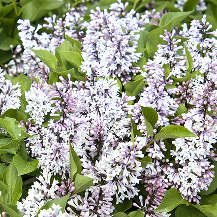rare re-blooming lilac flowers on little darling lilac