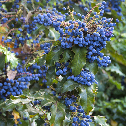 blue berries on oregon grape shrub