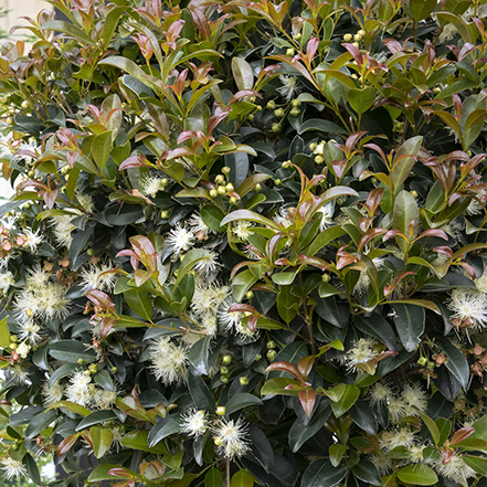 whitebrush cherry flowers and green leaves