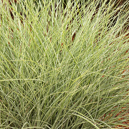 green morning light maiden grass