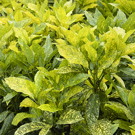 green and gold leaves on mr goldstrike acuba