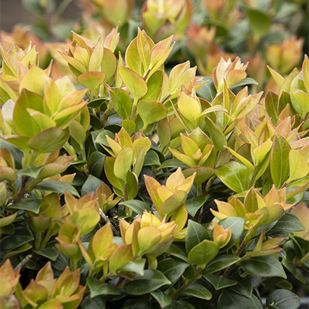 orange tipped leaves