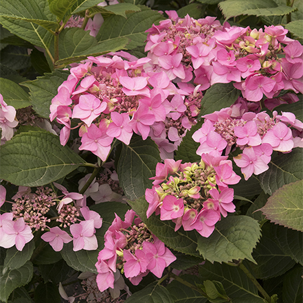 pink outer banks hydrangea blooms