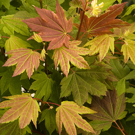 green and rust red leaves on pacific fire vine maple