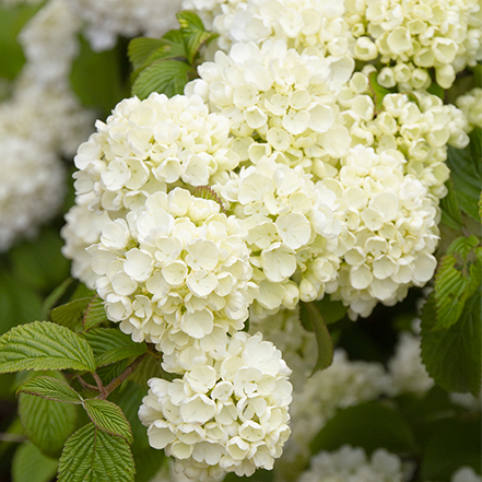 big white flowers of Popcorn Viburnum