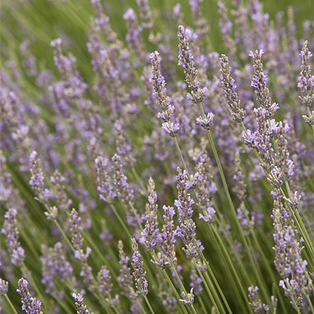 purple lavender blooms