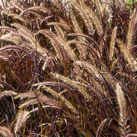 purple fountain grass with seedless plumes in container