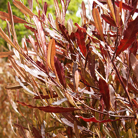 bronze-purple foliage on purple hopseed bush