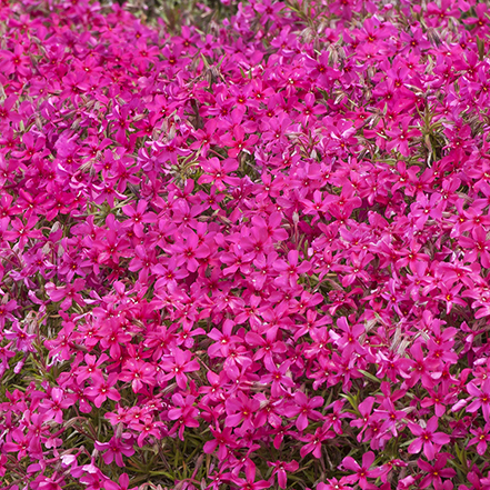 vibrant red-pink phlox flowers