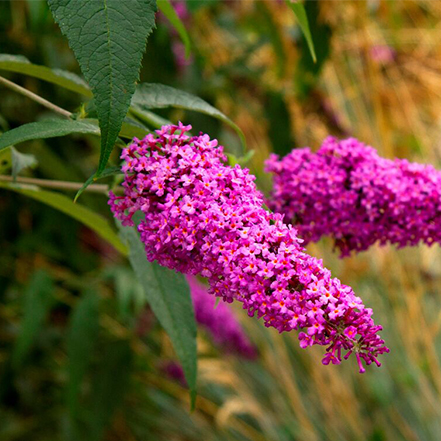 pink butterfly bush flowers