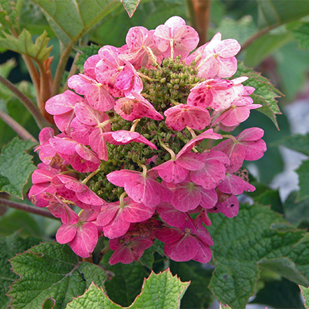 pink flowers on ruby slippers oakleaf hydrangea