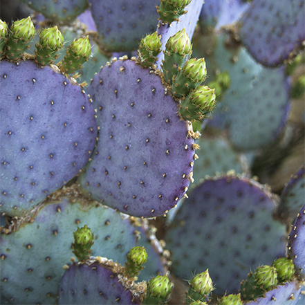 purple, blue and gray santa rita tubac prickly pear with green flower buds