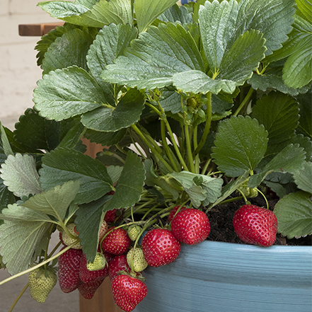 red strawberries