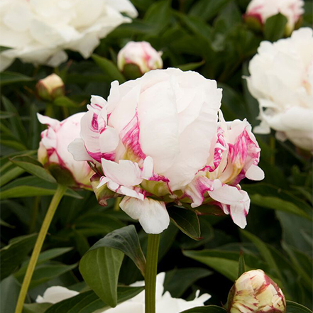 white double peony flowers with pink edges