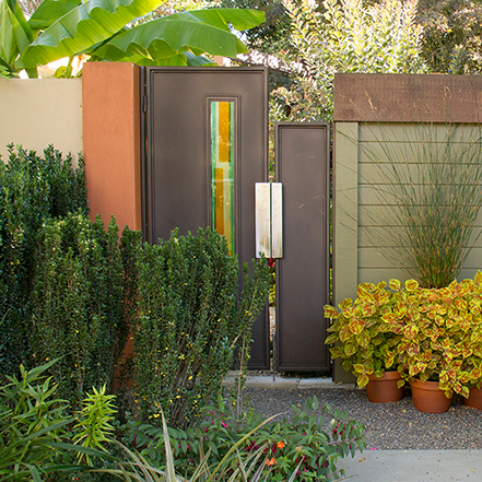 sky pencil japanese holly screen outside a front door