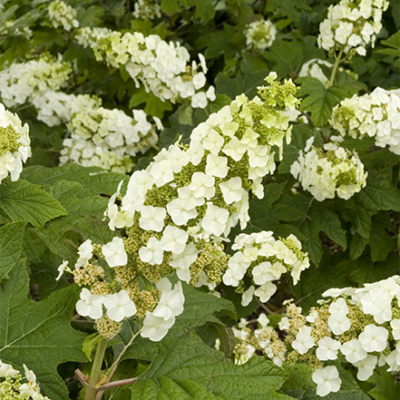 white flowers on Snow Queen Oakleaf Hydrangea