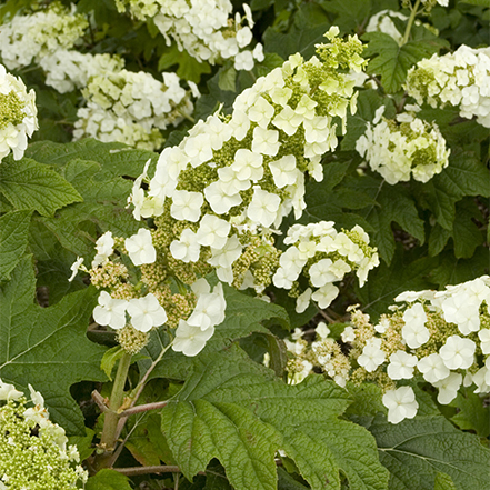 snow queen oakleaf hydrangea requires little pruning