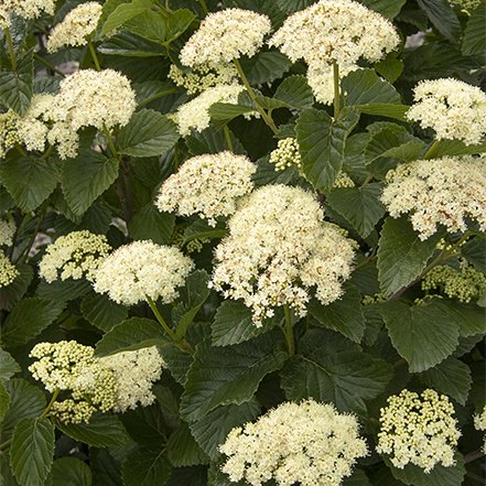 white flowers on sparkler viburnum