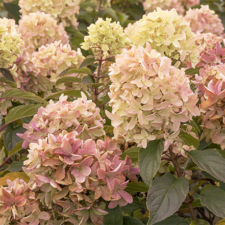 pink flowers on Strawberry Shake™ Hydrangea