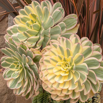 green and cream aeronium succulent leaves