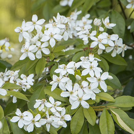 white sundance mexican orange blossom flowers