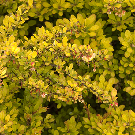 bright chartreuse leaves