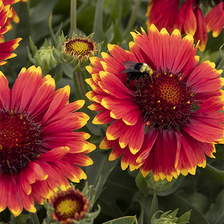 sunset flash blanket flower red and yellow flowers bloom into fall