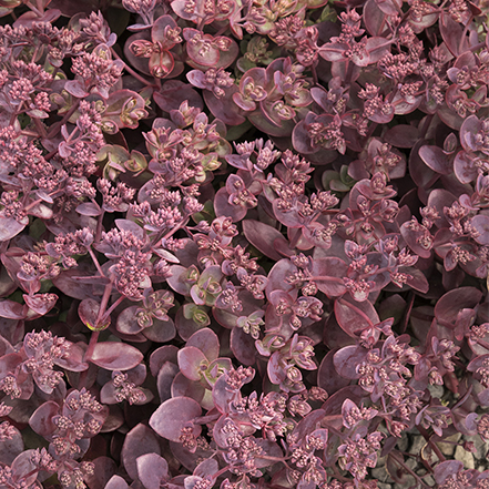 red succulent foliage of sunsparkler cherry tart sedum