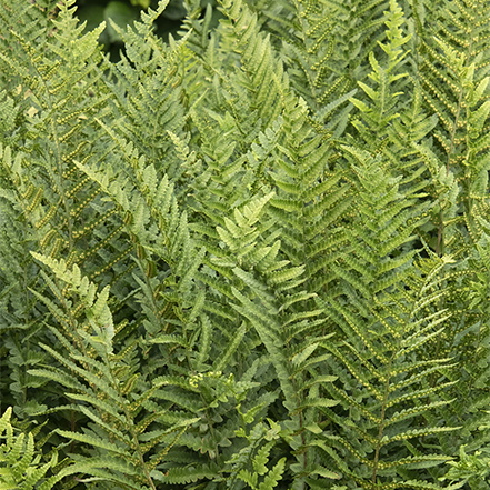 green fern folliage