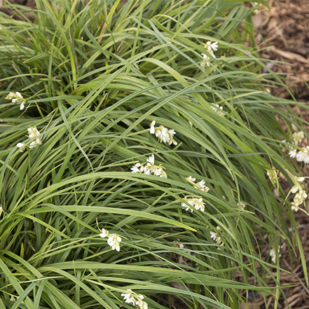 taiwan mondo grass