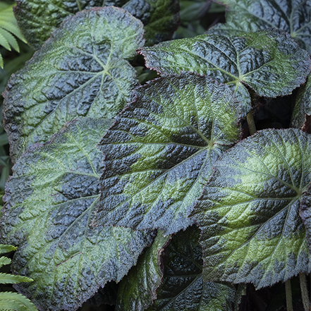 unique contrast on tectonic pangea begonia leaves