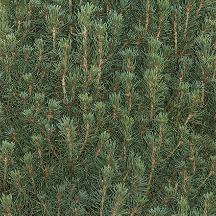 fine green needles and dense growth of tiny tower dwarf alberta spruce