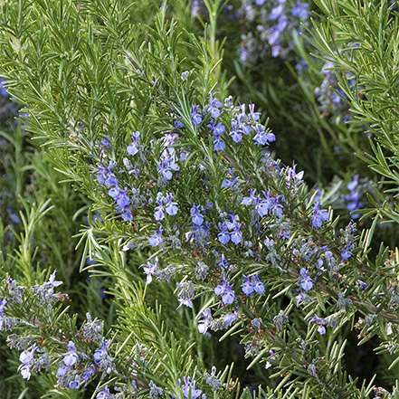 blue flowers on rosemary