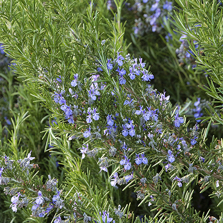 blue rosemary flowers and green leaves