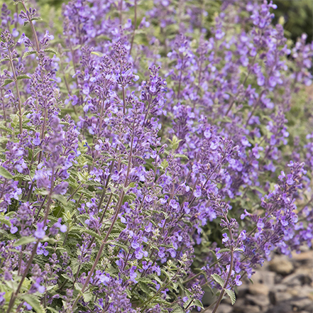 purple catmint flowers